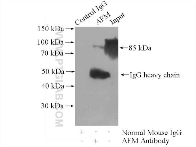 AFM Antibody in Immunoprecipitation (IP)