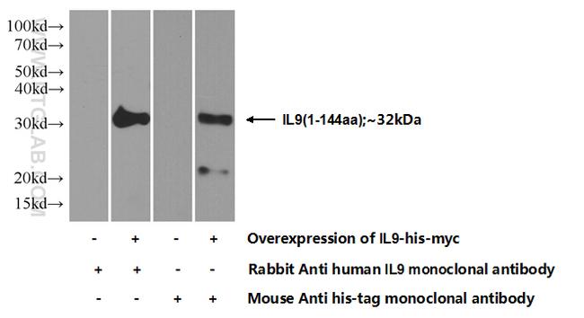 IL9 Antibody in Western Blot (WB)