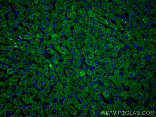 Complement factor B Antibody in Immunohistochemistry (PFA fixed) (IHC (PFA))