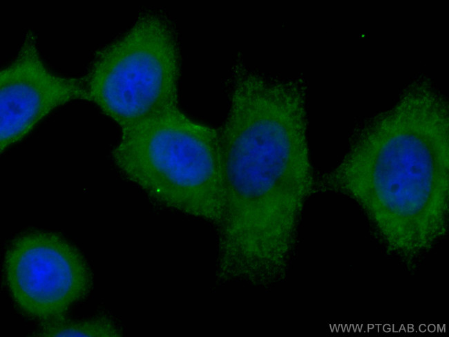 FRS2 Antibody in Immunocytochemistry (ICC/IF)
