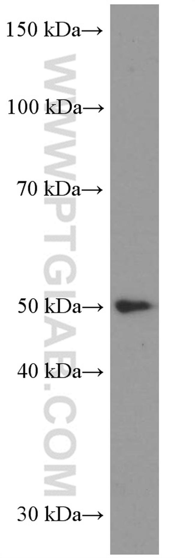 LIPH Antibody in Western Blot (WB)