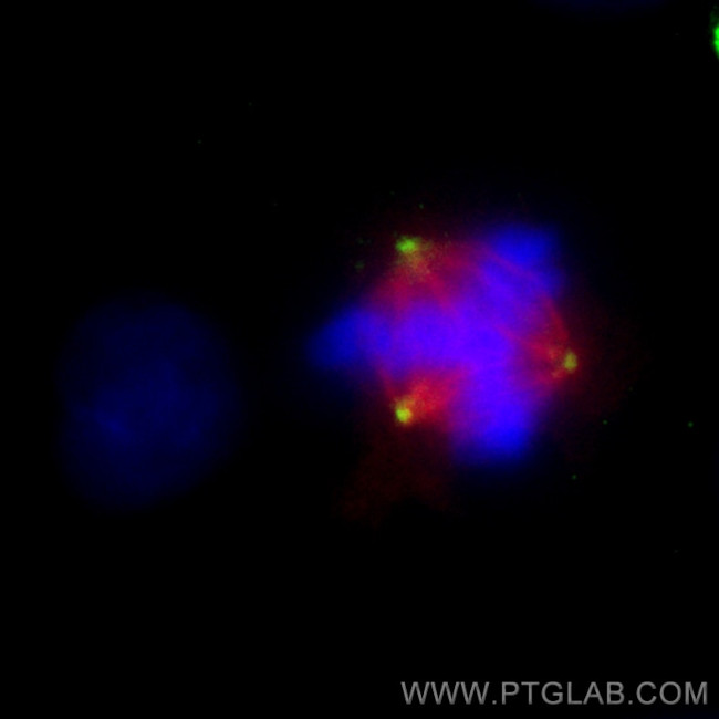 gamma tubulin Antibody in Immunocytochemistry (ICC/IF)