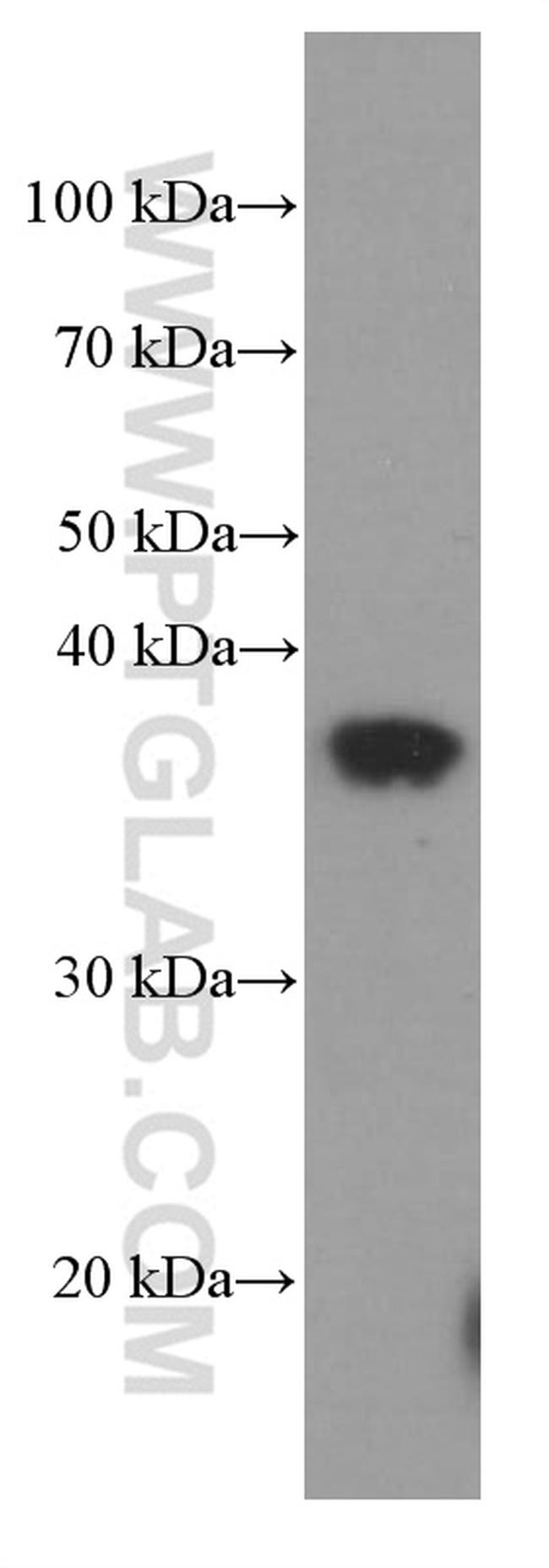 SIX2 Antibody in Western Blot (WB)