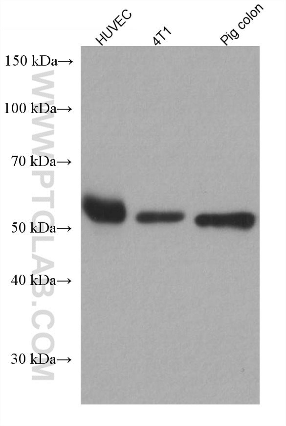 Occludin Antibody in Western Blot (WB)