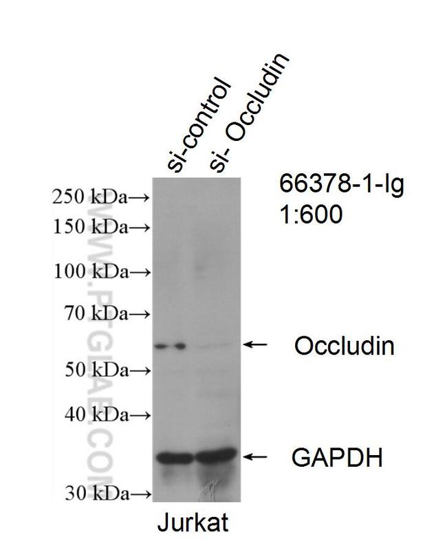 Occludin Antibody in Western Blot (WB)