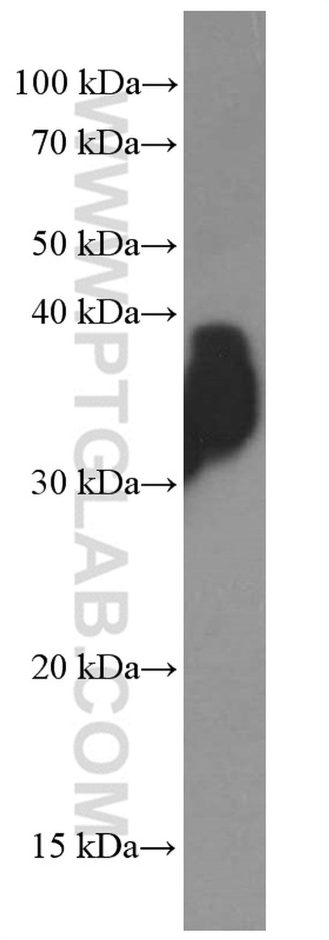 OGN Antibody in Western Blot (WB)