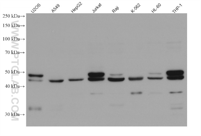 GSDMD Antibody in Western Blot (WB)