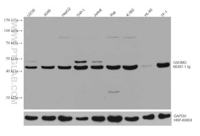 GSDMD Antibody in Western Blot (WB)