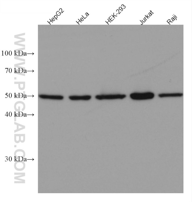 Cyclin A2 Antibody in Western Blot (WB)