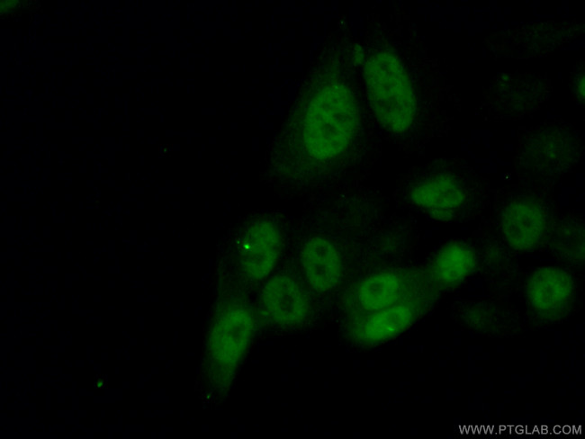 Cyclin A2 Antibody in Immunocytochemistry (ICC/IF)