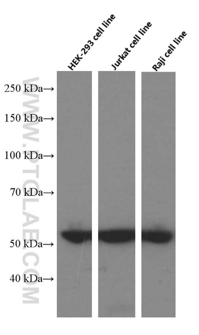 Cyclin A2 Antibody in Western Blot (WB)