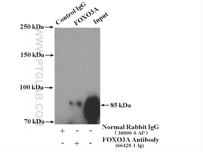 FOXO3A Antibody in Immunoprecipitation (IP)