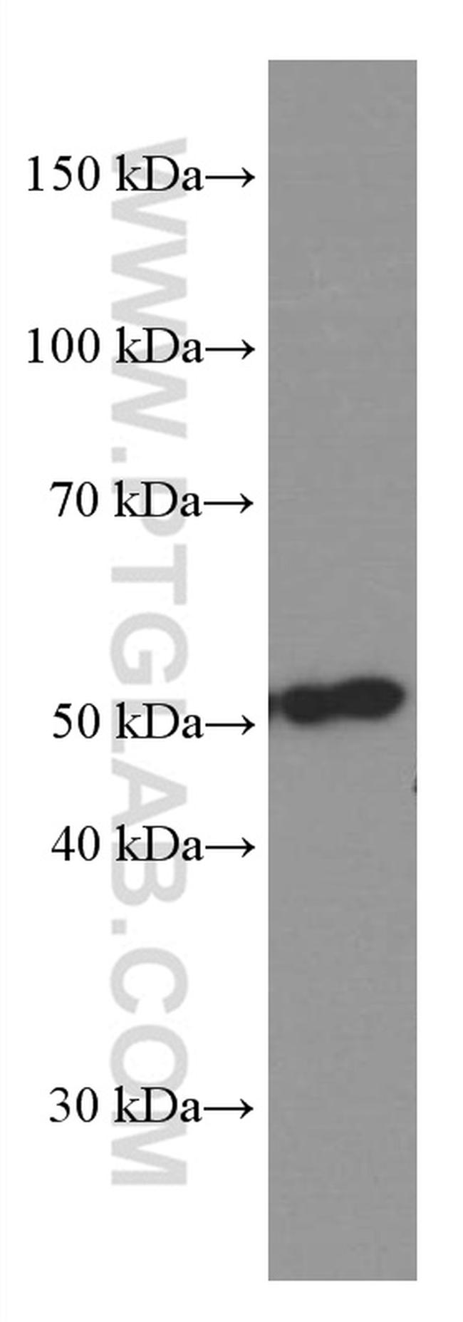 COPS2 Antibody in Western Blot (WB)