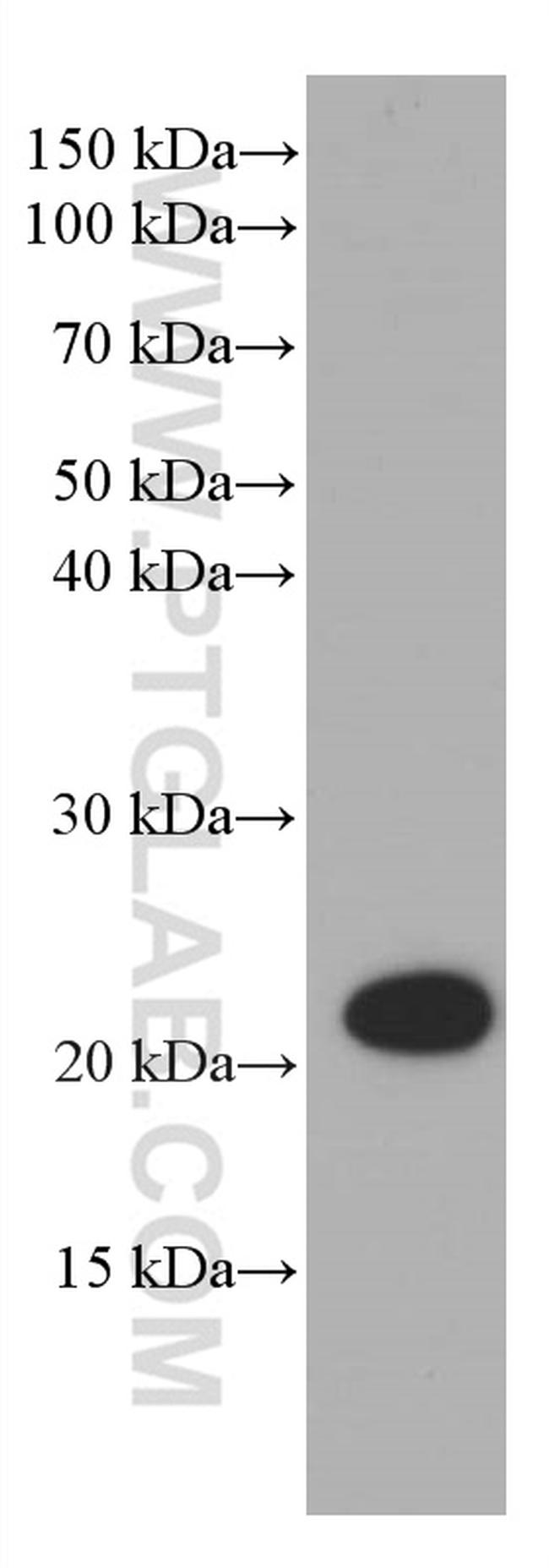 CBX3 Antibody in Western Blot (WB)