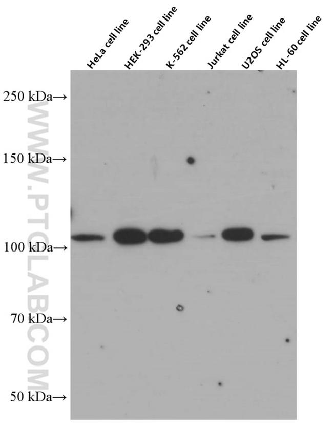 CP110 Antibody in Western Blot (WB)