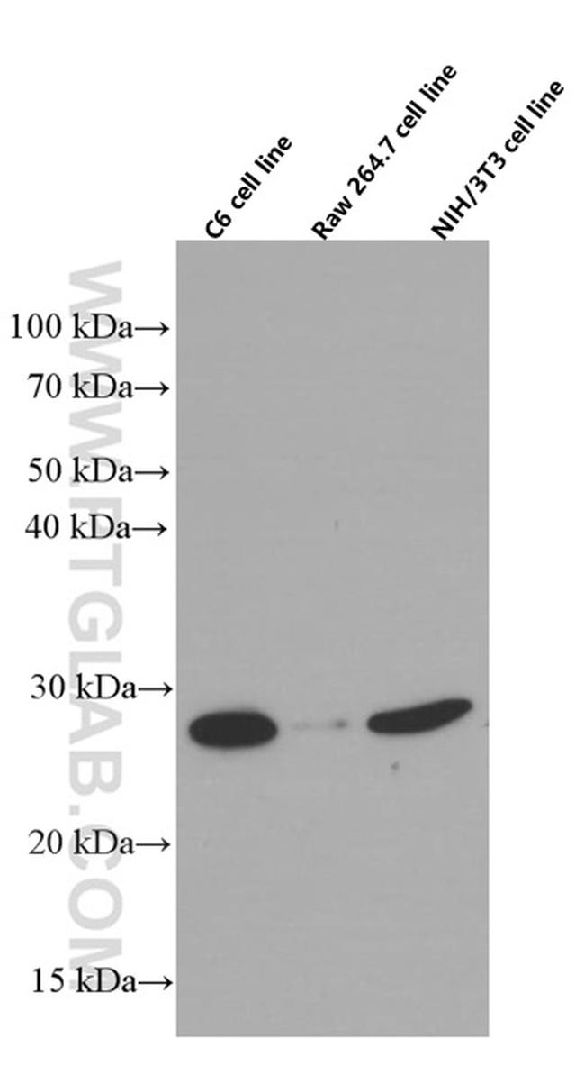 RhoGDI Antibody in Western Blot (WB)