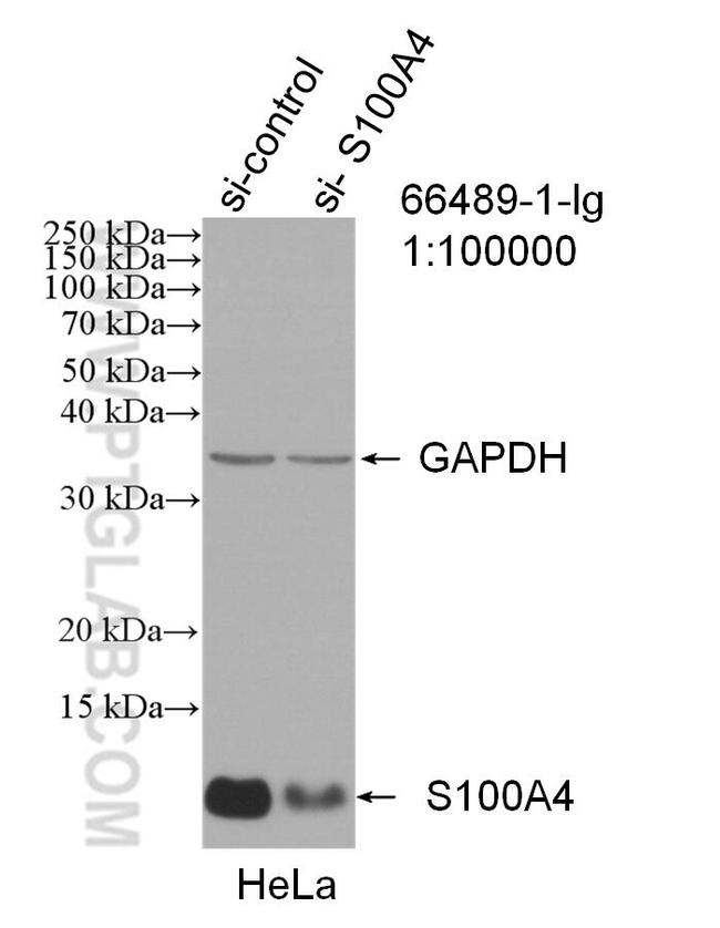 S100A4 Antibody in Western Blot (WB)