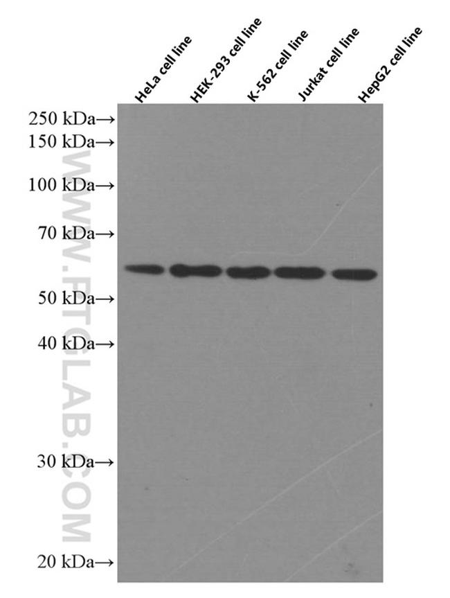 TRAF6 Antibody in Western Blot (WB)