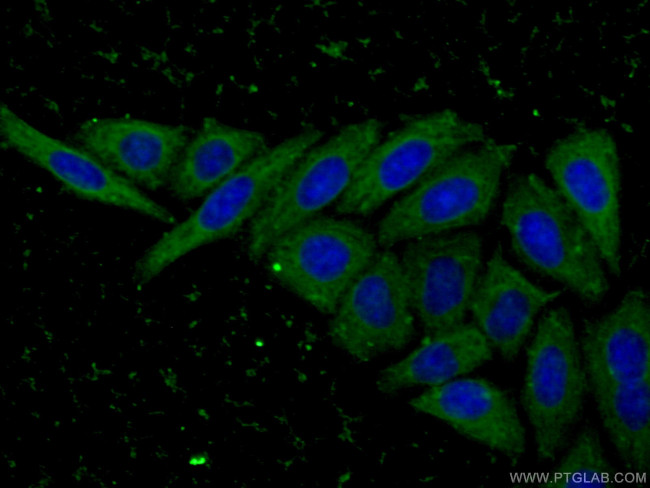 MDH1 Antibody in Immunocytochemistry (ICC/IF)