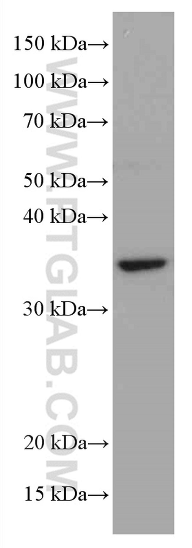 MDH1 Antibody in Western Blot (WB)