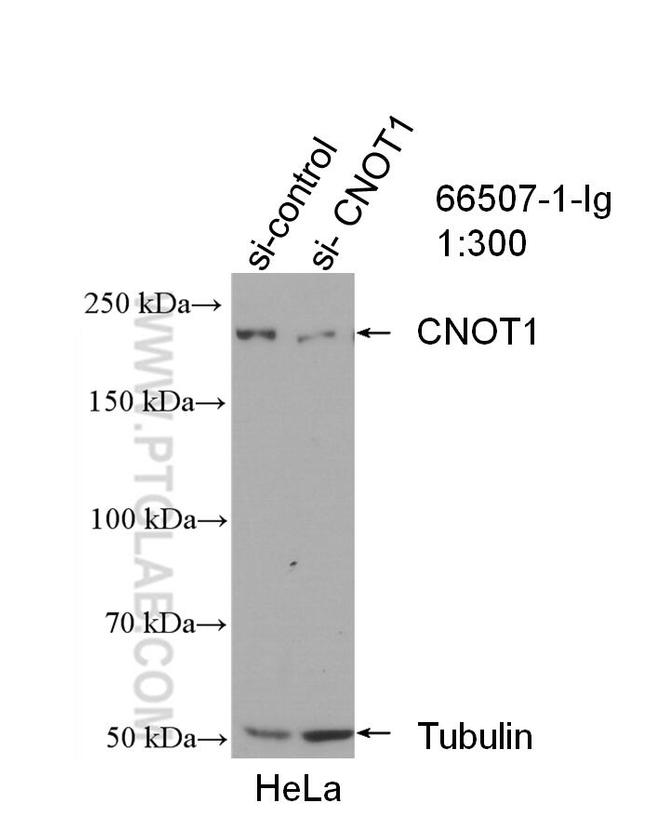 CNOT1 Antibody in Western Blot (WB)