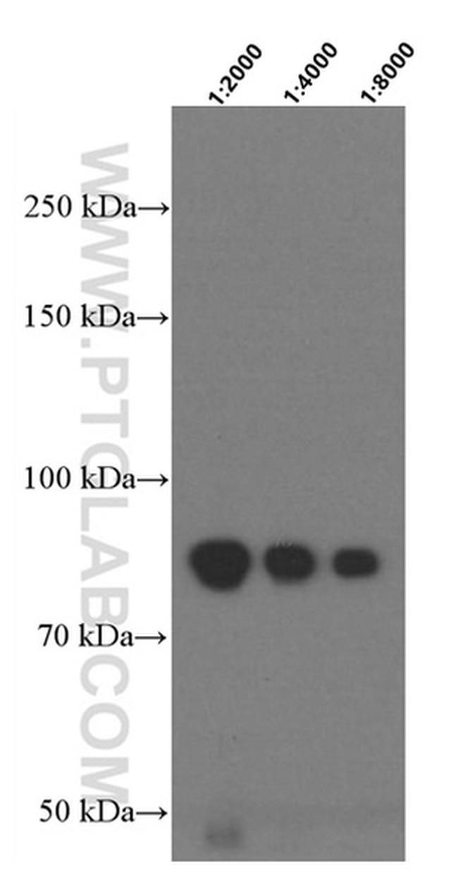 F2 Antibody in Western Blot (WB)