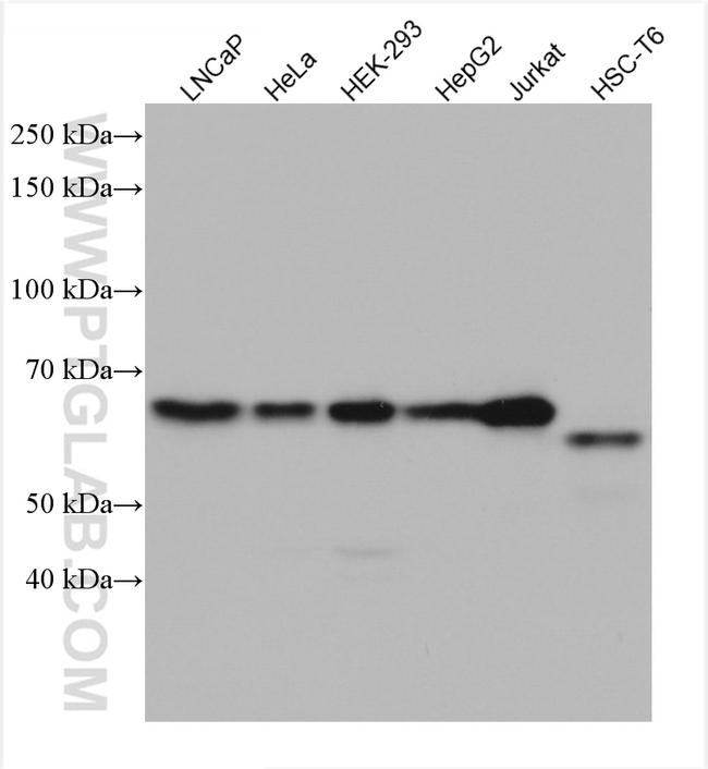E2F1 Antibody in Western Blot (WB)
