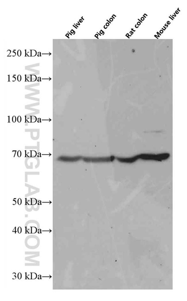 SIAE Antibody in Western Blot (WB)