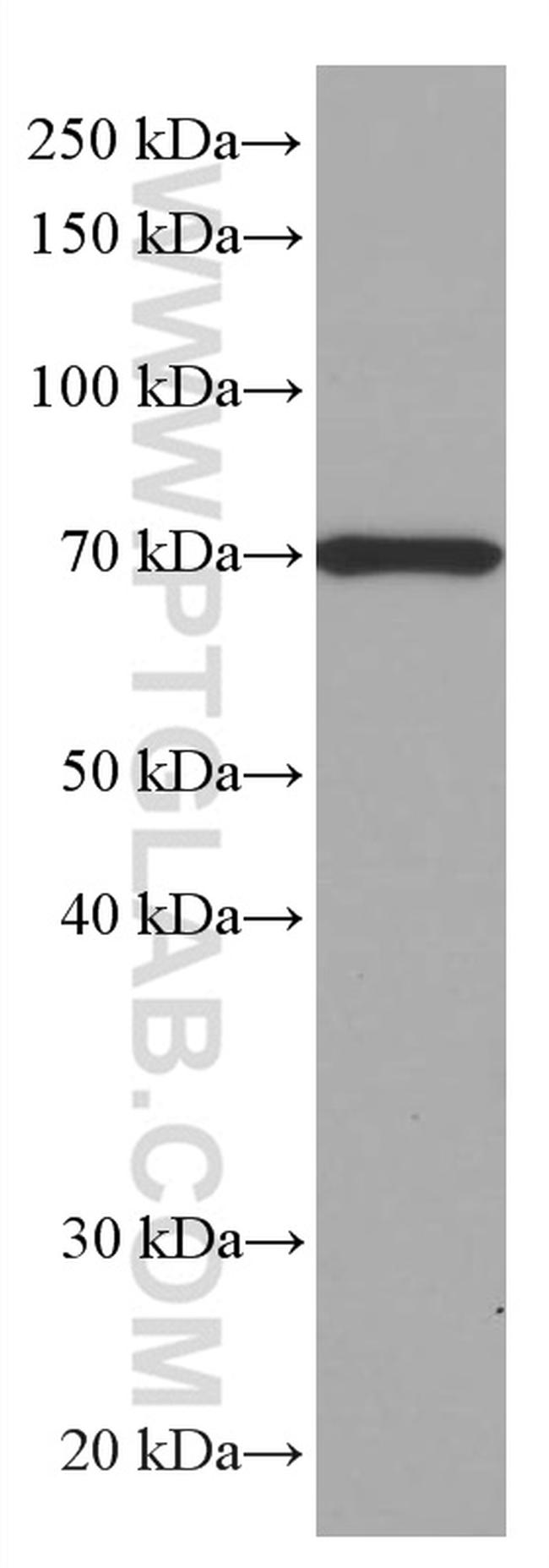 SIAE Antibody in Western Blot (WB)