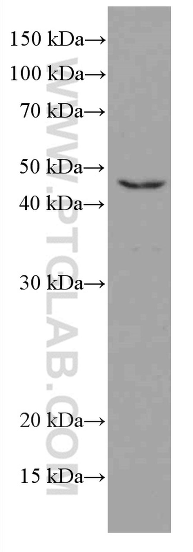 TIP47 Antibody in Western Blot (WB)