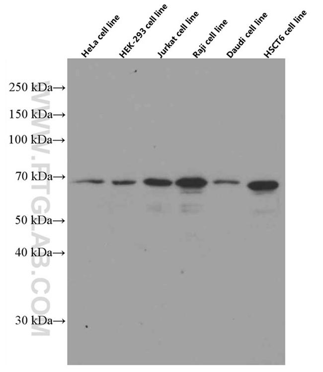 p65/RELA Antibody in Western Blot (WB)