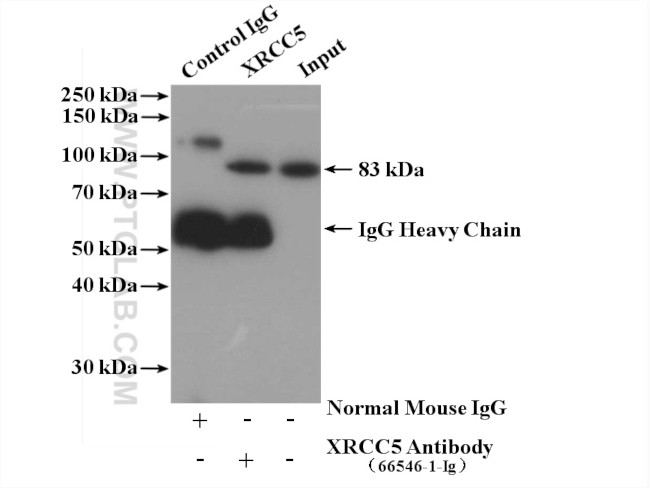 XRCC5 Antibody in Immunoprecipitation (IP)