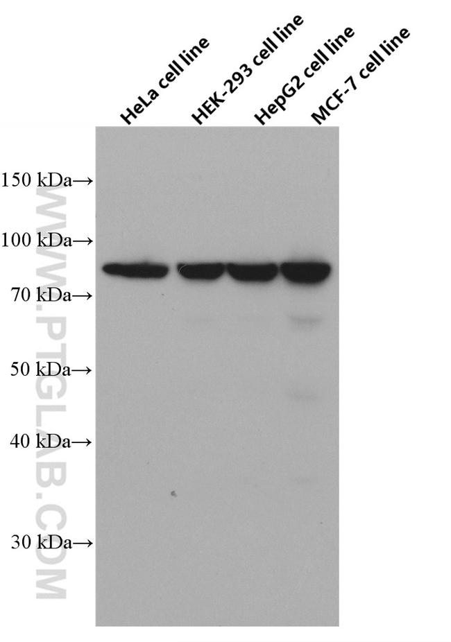 XRCC5 Antibody in Western Blot (WB)