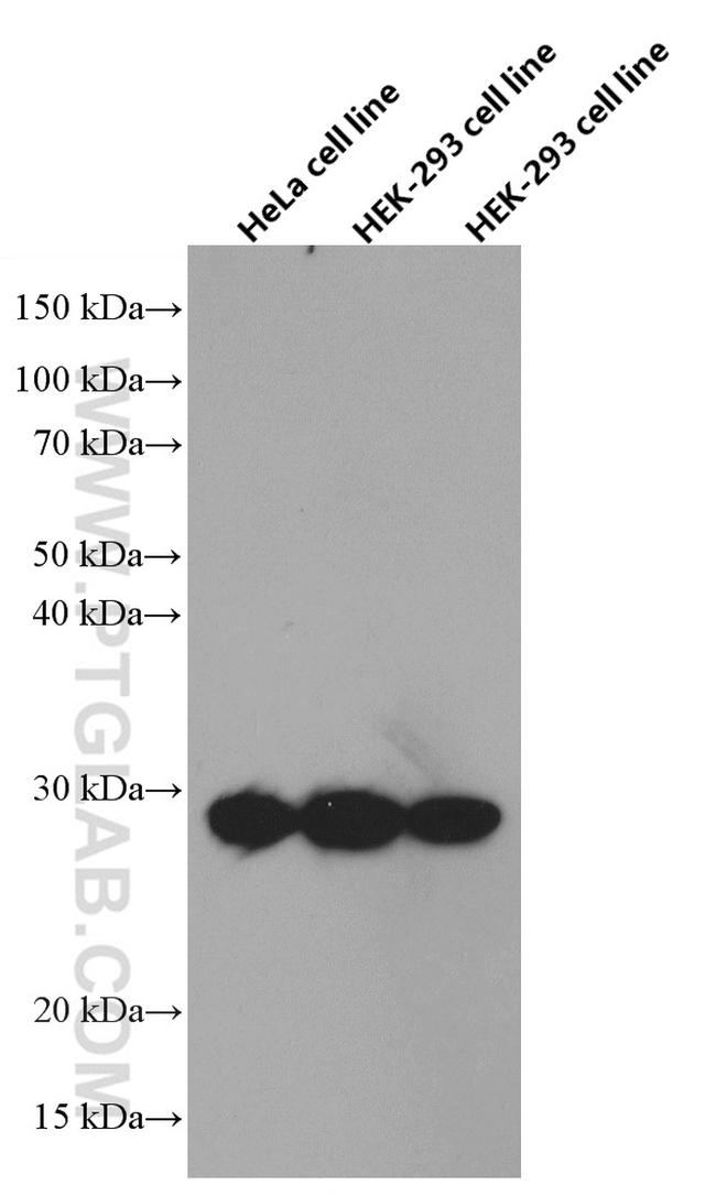 GMNN Antibody in Western Blot (WB)