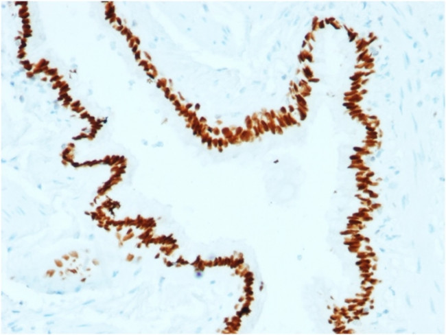 SOX2 (Embryonic Stem CellMarker) Antibody in Immunohistochemistry (Paraffin) (IHC (P))