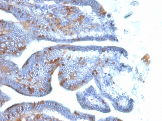 SOX2 (Embryonic Stem Cell Marker) Antibody in Immunohistochemistry (Paraffin) (IHC (P))