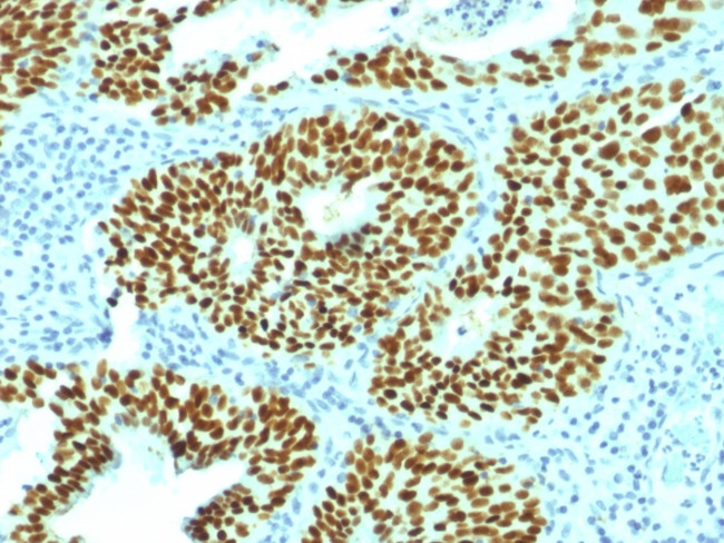 SOX2 (Embryonic Stem Cell Marker) Antibody in Immunohistochemistry (Paraffin) (IHC (P))
