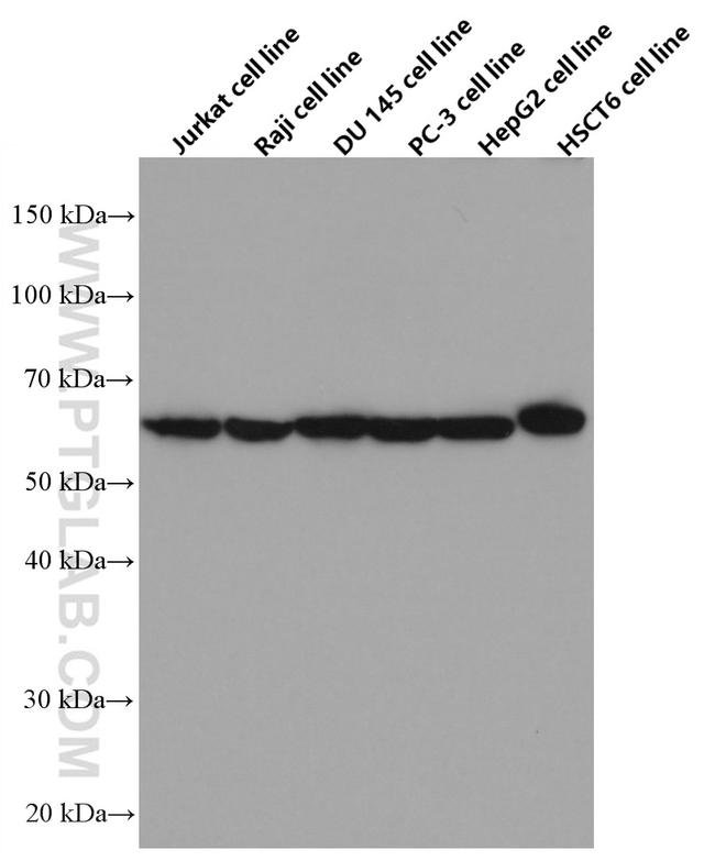 NUP62 Antibody in Western Blot (WB)