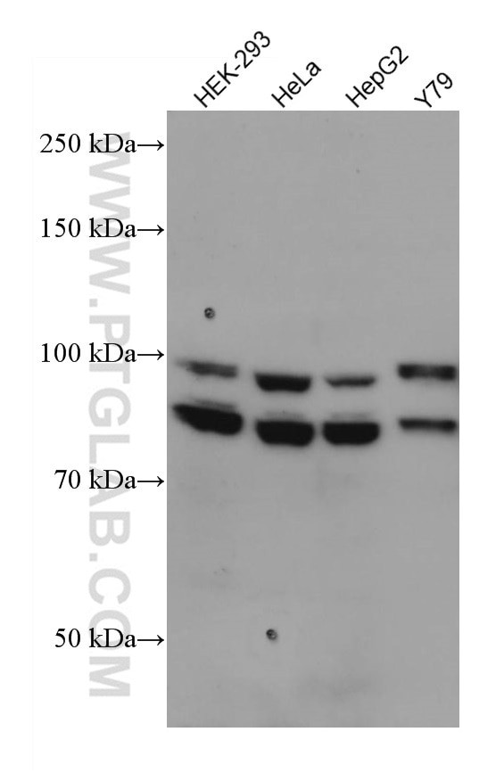 OPA1 Antibody in Western Blot (WB)