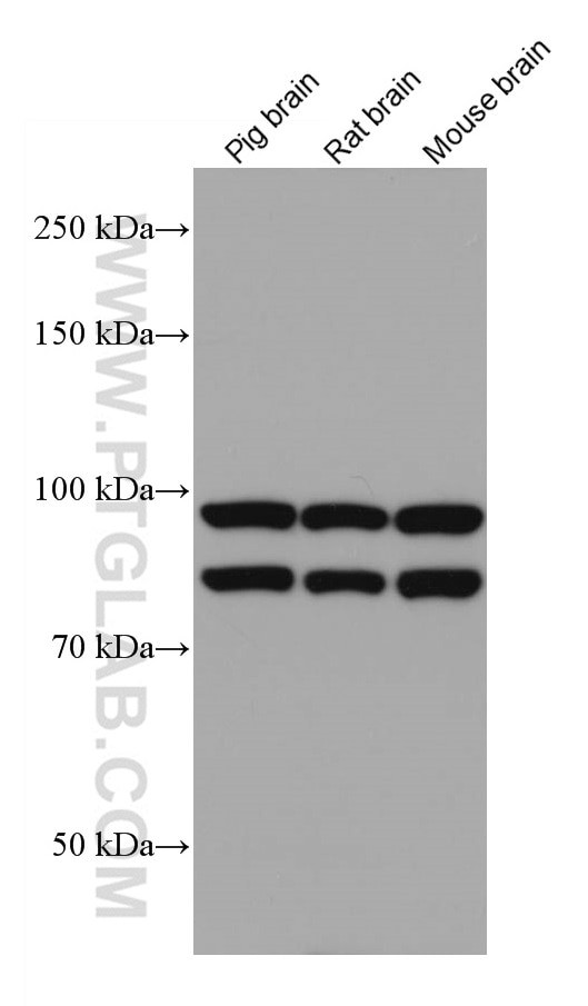 OPA1 Antibody in Western Blot (WB)