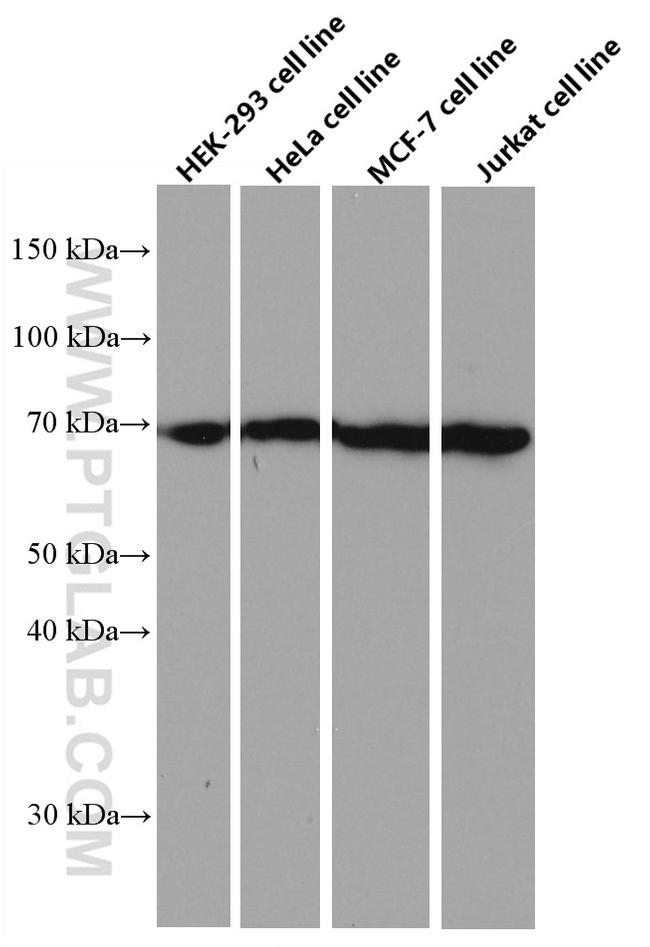 KU70/XRCC6 Antibody in Western Blot (WB)