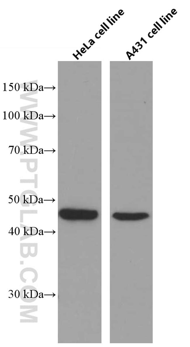 CCRL2 Antibody in Western Blot (WB)