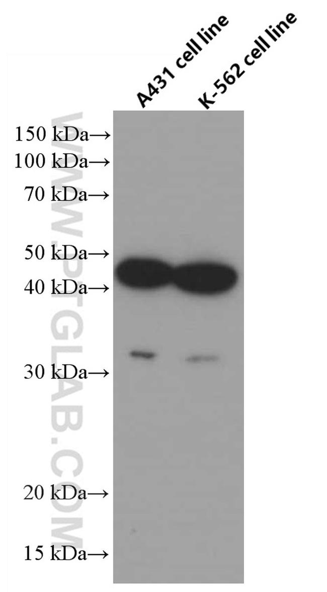 CCRL2 Antibody in Western Blot (WB)