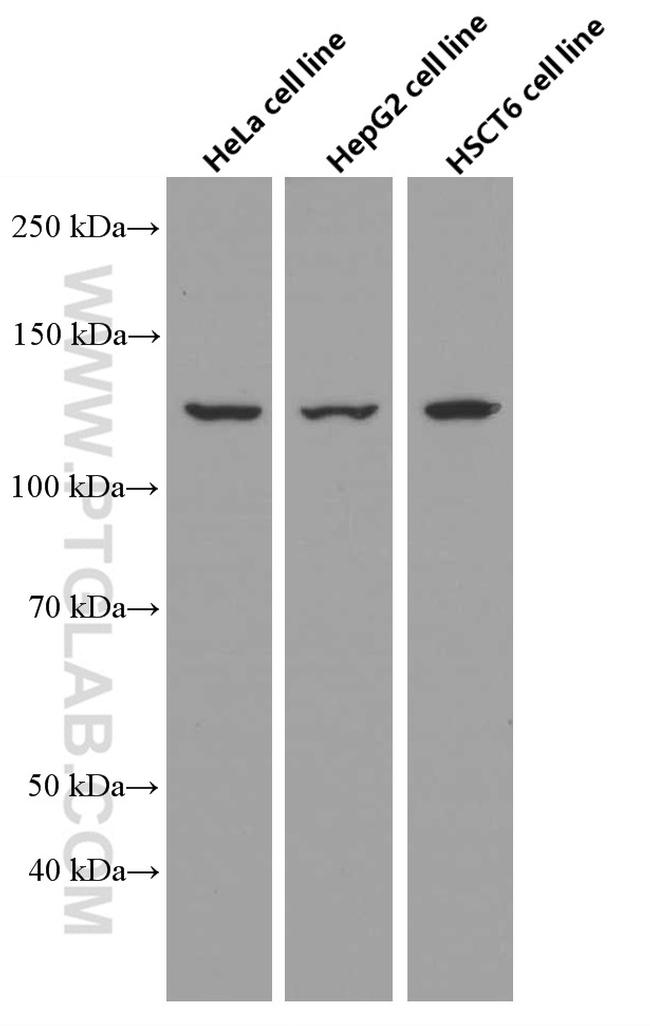 PC Antibody in Western Blot (WB)