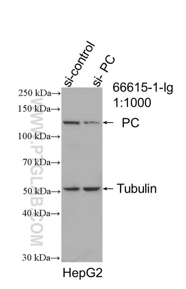 PC Antibody in Western Blot (WB)