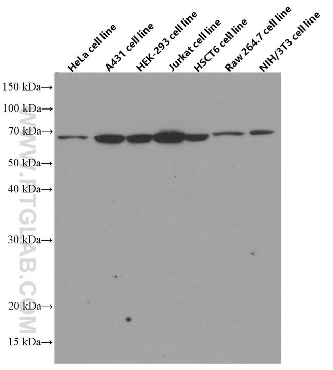 RIC8A Antibody in Western Blot (WB)