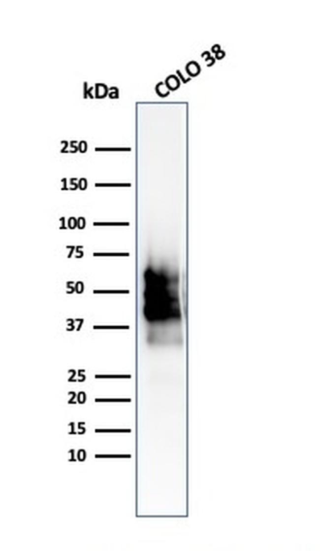 SOX10 Antibody in Western Blot (WB)