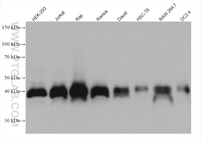 RNF126 Antibody in Western Blot (WB)