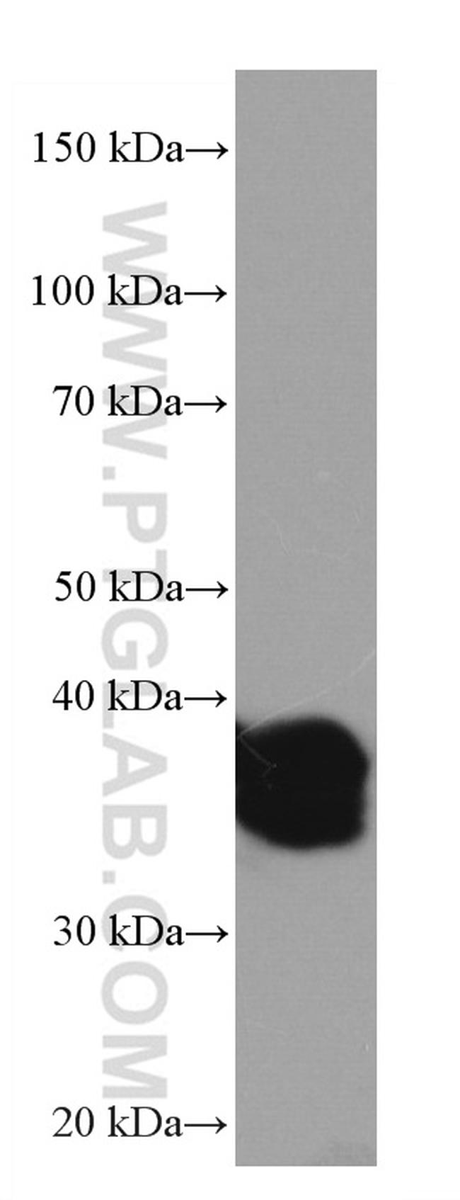 RNF126 Antibody in Western Blot (WB)