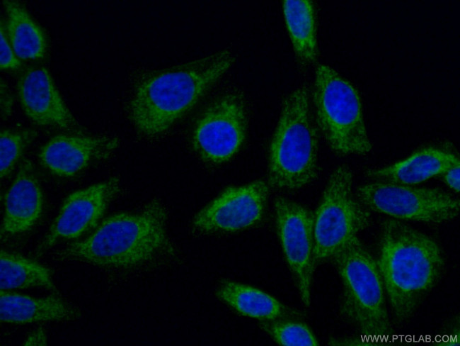 TOMM40 Antibody in Immunocytochemistry (ICC/IF)